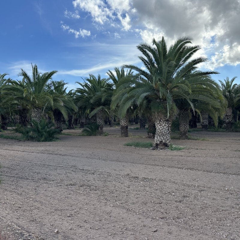 Phoenix canariensis (Datľovník kanársky) - kont. C130L, výška 170-200 cm ( -6°C) - EXEMPLÁR